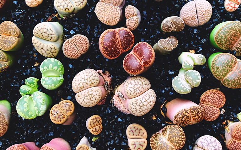 How to Care for Lithops spp (Living Stones), living house plants, bayview flowers, daisy ai, ai powered plant care