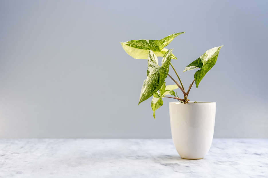How to Care for Syngonium 'Albo Variegata', living house plants, bayview flowers, daisy ai, ai powered plant care