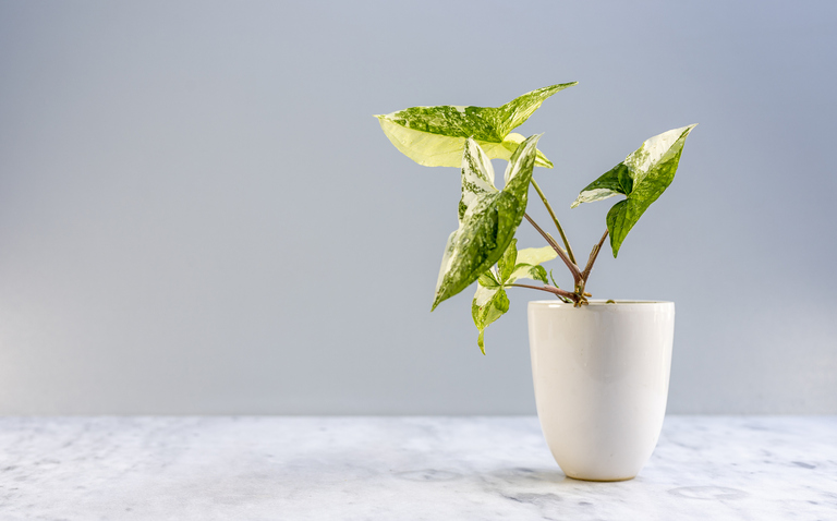 How to Care for Syngonium 'Albo Variegata', living house plants, bayview flowers, daisy ai, ai powered plant care
