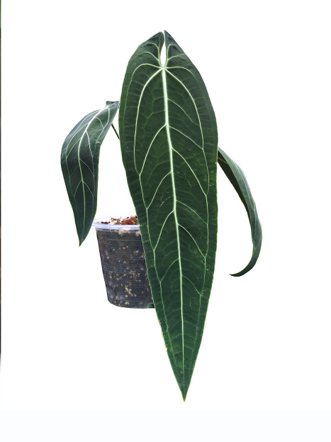 How to Care for Anthurium 'Warocqueanum' (Queen Anthurium), living house plants, bayview flowers, daisy ai, ai powered plant care