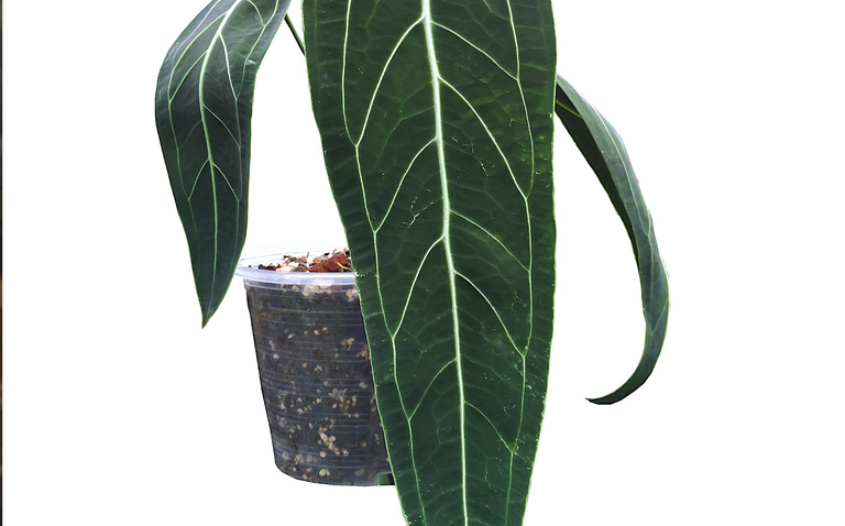 How to Care for Anthurium 'Warocqueanum' (Queen Anthurium), living house plants, bayview flowers, daisy ai, ai powered plant care