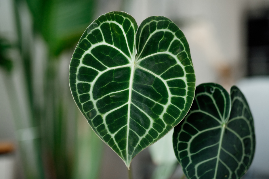 How to Care for Anthurium 'Clarinervium', living house plants, bayview flowers, daisy ai, ai powered plant care