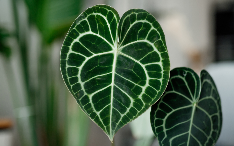 How to Care for Anthurium 'Clarinervium', living house plants, bayview flowers, daisy ai, ai powered plant care