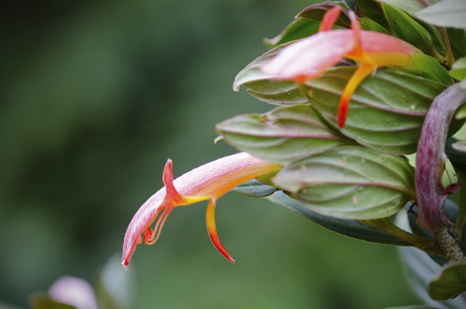How to Care for Columnea spp (Goldfish Plant), Goldfish plant, living house plants, bayview flowers, daisy ai, ai powered plant care