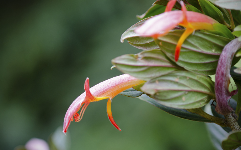 How to Care for Columnea spp (Goldfish Plant), Goldfish plant, living house plants, bayview flowers, daisy ai, ai powered plant care
