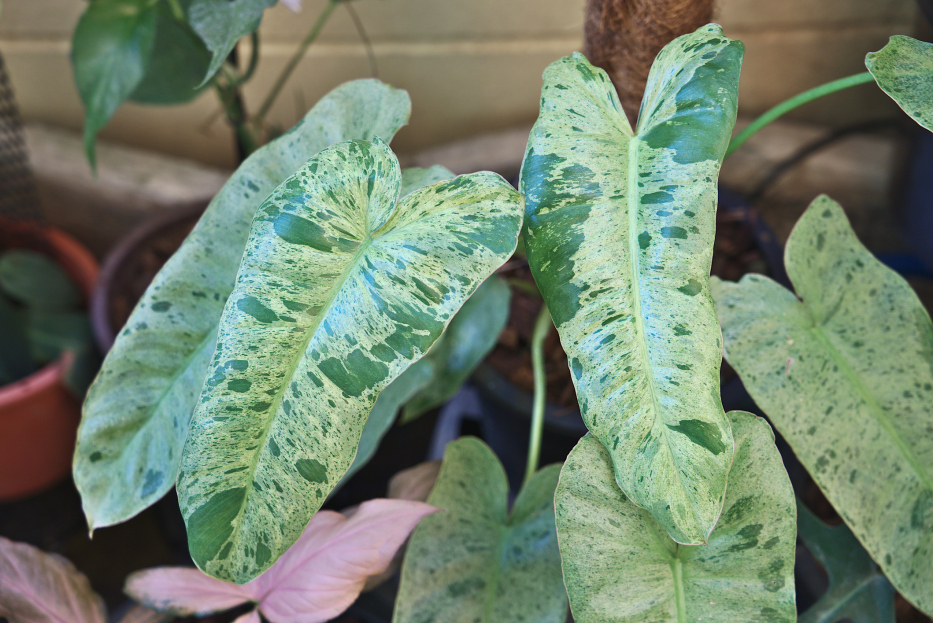How to Care for Philodendron Paraiso Verde, Philodendron Paraiso Verde, living house plants, bayview flowers, daisy ai, ai powered plant care