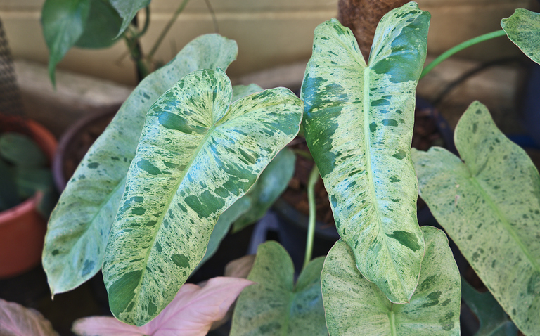 How to Care for Philodendron Paraiso Verde, Philodendron Paraiso Verde, living house plants, bayview flowers, daisy ai, ai powered plant care