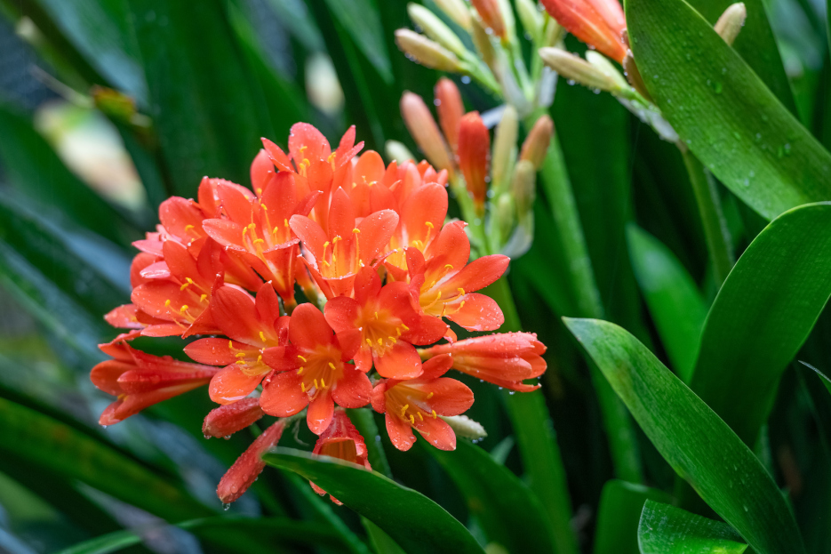 How to Care for Clivia miniata (Bush Lily), Clivia miniata , Bush Lily, living house plants, bayview flowers, daisy ai, ai powered plant care