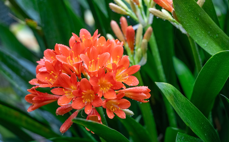 How to Care for Clivia miniata (Bush Lily), Clivia miniata , Bush Lily, living house plants, bayview flowers, daisy ai, ai powered plant care