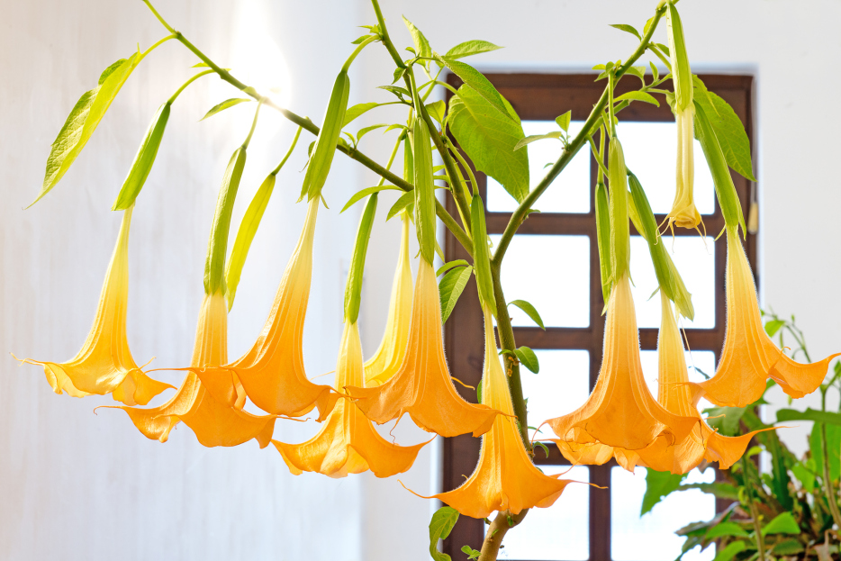How to Care for Brugmansia spp. (Angel’s Trumpet), Angels Trumpet, living house plants, bayview flowers, daisy ai, ai powered plant care