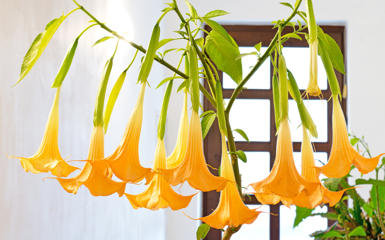 How to Care for Brugmansia spp. (Angel’s Trumpet), Angels Trumpet, living house plants, bayview flowers, daisy ai, ai powered plant care