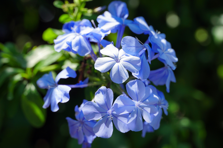 How to Care for Browallia Speciosa (Sky Flower), Sky flower care, living house plants, bayview flowers, daisy ai, ai powered plant care
