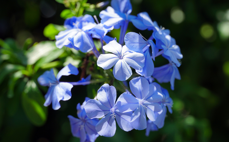 How to Care for Browallia Speciosa (Sky Flower), Sky flower care, living house plants, bayview flowers, daisy ai, ai powered plant care
