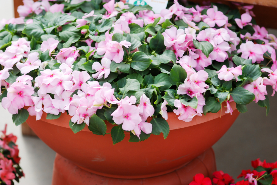 How to Care for Impatiens Walleriana (Busy Lizzie), Busy Lizzie care, living house plants, bayview flowers, daisy ai, ai powered plant care