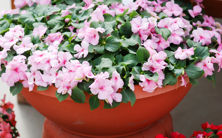 How to Care for Impatiens Walleriana (Busy Lizzie), Busy Lizzie care, living house plants, bayview flowers, daisy ai, ai powered plant care