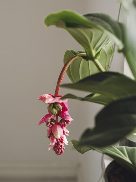 How to Care for Medinilla Magnifica (Pink Lantern Plant), Pink Lantern Plant, Medinilla Magnifica, living house plant, bayview flowers, daisy ai, ai powered plant care