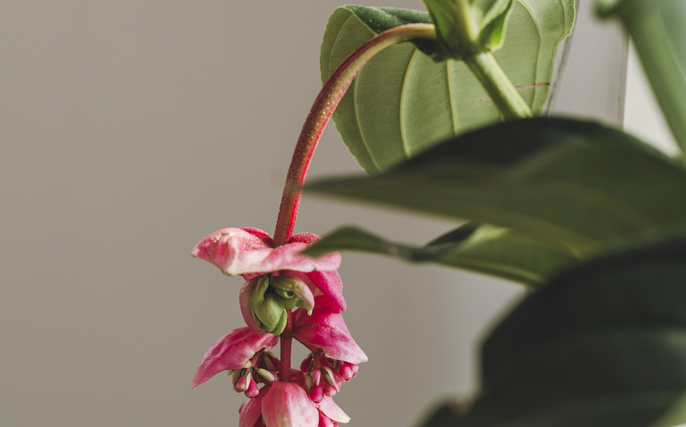 How to Care for Medinilla Magnifica (Pink Lantern Plant), Pink Lantern Plant, Medinilla Magnifica, living house plant, bayview flowers, daisy ai, ai powered plant care
