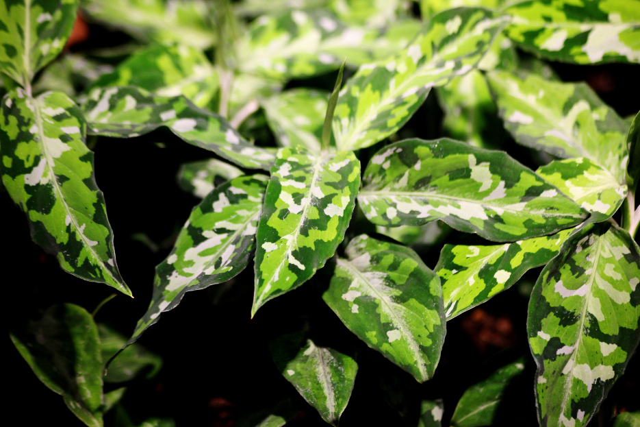 How to Care for Aglaonema 'Pictum Tricolor', Aglaonema 'Pictum Tricolor', living house plants, bayview flowers, daisy ai, ai powered plant care