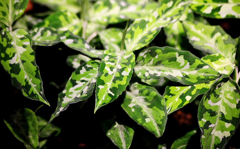 How to Care for Aglaonema 'Pictum Tricolor', Aglaonema 'Pictum Tricolor', living house plants, bayview flowers, daisy ai, ai powered plant care