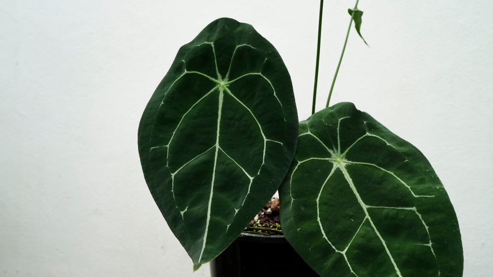 How to Care for Anthurium 'Forgetii', Anthurium 'Forgetii' , Anthurium 'Forgetii', living house plants, bayview flowers, daisy ai, ai powered plant care