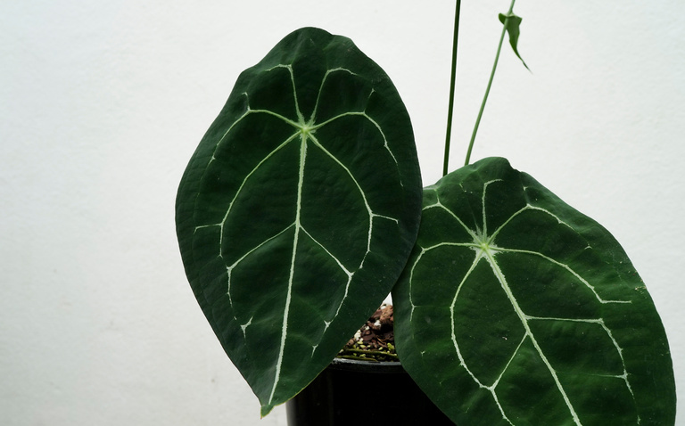 How to Care for Anthurium 'Forgetii', Anthurium 'Forgetii' , Anthurium 'Forgetii', living house plants, bayview flowers, daisy ai, ai powered plant care