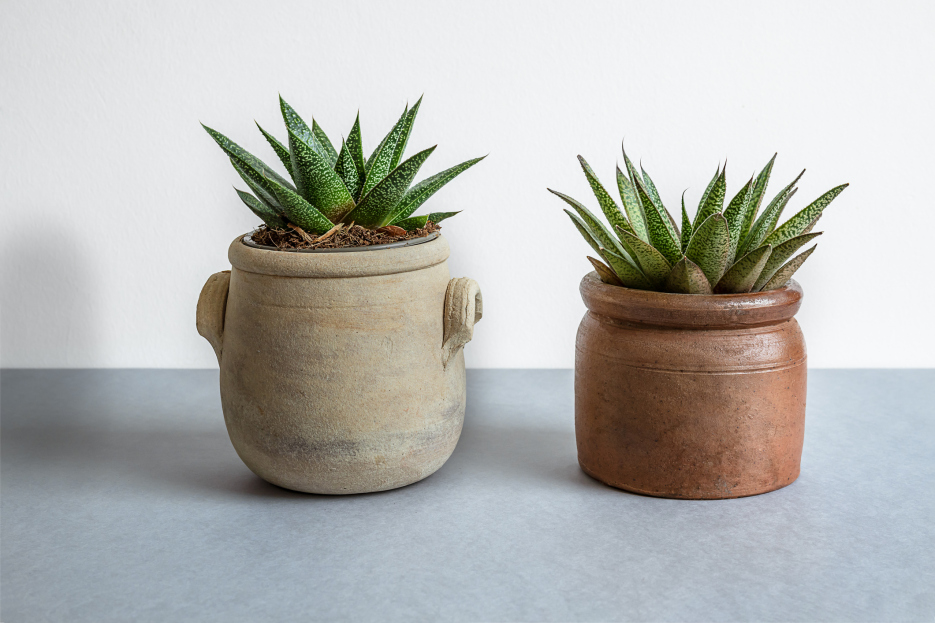 How to Care for Gasteria spp., Gasteria, living house plants, bayview flowers, daisy ai, ai powered plant care