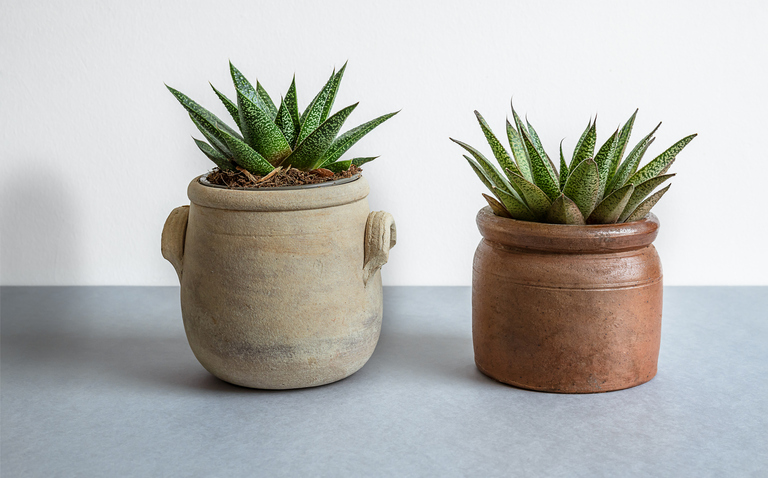 How to Care for Gasteria spp., Gasteria, living house plants, bayview flowers, daisy ai, ai powered plant care