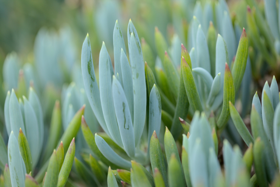How to Care for Blue Chalksticks (Curio repens), Curio Repens, living house plants, bayview flowers, daisy ai, ai powered plant care