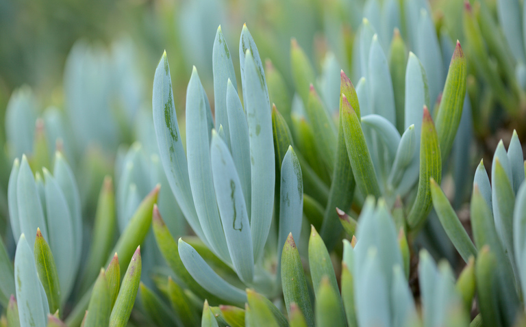 How to Care for Blue Chalksticks (Curio repens), Curio Repens, living house plants, bayview flowers, daisy ai, ai powered plant care