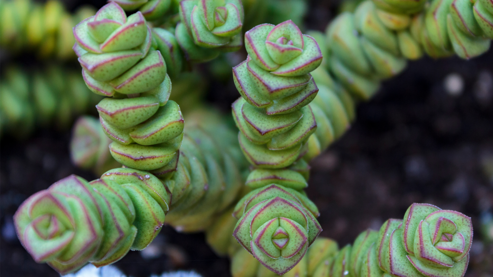 How to Care for Crassula perforata (String of Buttons), String of buttons, Crassula perforata, living house plants, bayview flowers, daisy ai, ai powered plant care