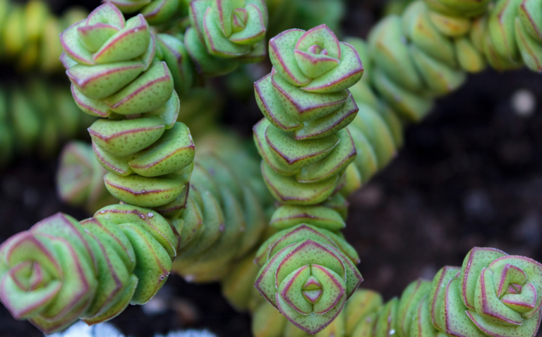 How to Care for Crassula perforata (String of Buttons), String of buttons, Crassula perforata, living house plants, bayview flowers, daisy ai, ai powered plant care