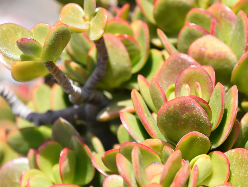 How to Care for Kalanchoe luciae (Paddle Plant), Kalanchoe luciae, paddle plant, living house plants, bayview flowers, daisy ai, ai powered plant care