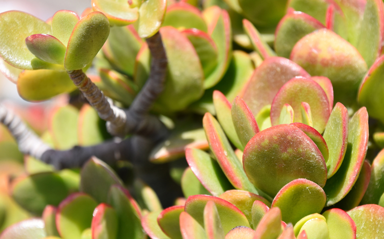 How to Care for Kalanchoe luciae (Paddle Plant), Kalanchoe luciae, paddle plant, living house plants, bayview flowers, daisy ai, ai powered plant care