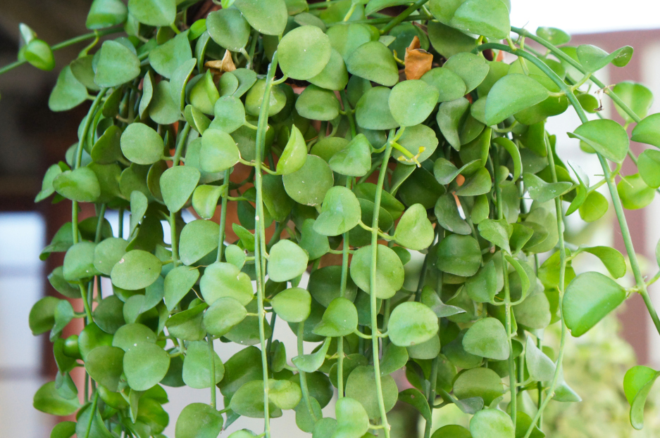 How to Care for Dischidia nummularia (String of Nickels), Dischidia nummularia, String of Nickels, living house plants, bayview flowers, daisy ai, ai powered plant care
