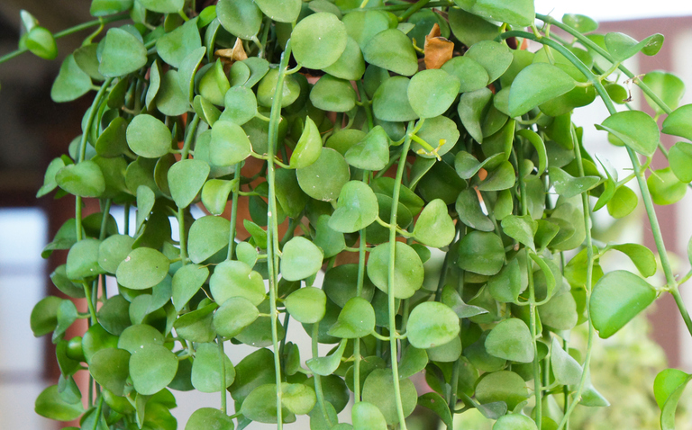 How to Care for Dischidia nummularia (String of Nickels), Dischidia nummularia, String of Nickels, living house plants, bayview flowers, daisy ai, ai powered plant care