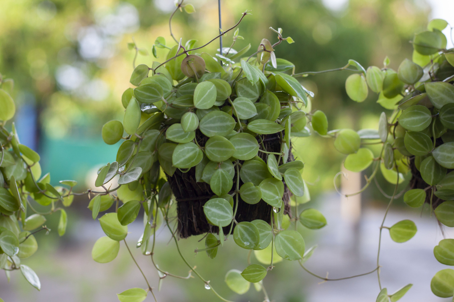 How to Care for Dischidia ovata (Round-Leafed Dischidia), Dischidia ovata, living house plants, bayview flowers, daisy ai, ai powered plant care