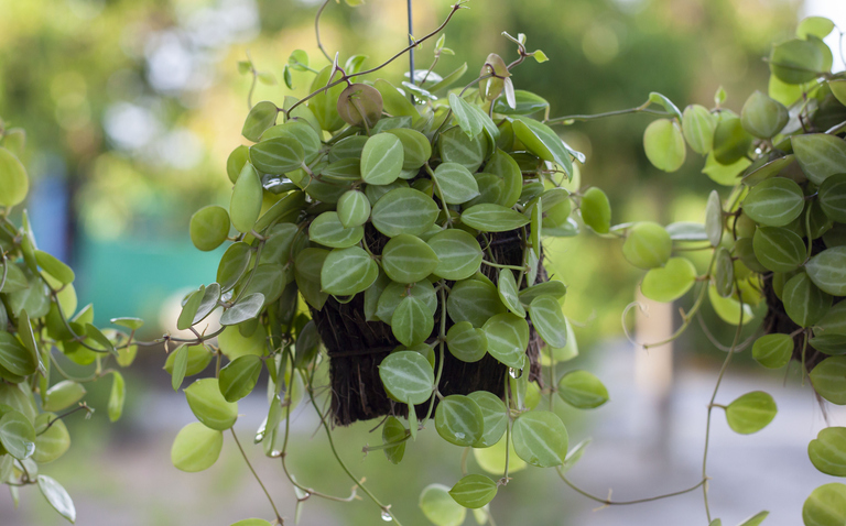 How to Care for Dischidia ovata (Round-Leafed Dischidia), Dischidia ovata, living house plants, bayview flowers, daisy ai, ai powered plant care