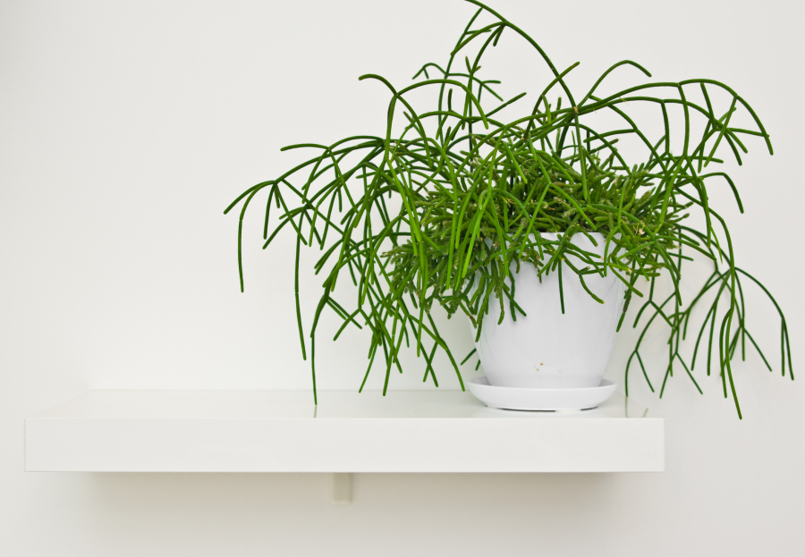 How to Care for Rhipsalis spp. (Mistletoe Cactus), Rhipsalis, living house plants, bayview flowers, daisy ai, ai powered plant care