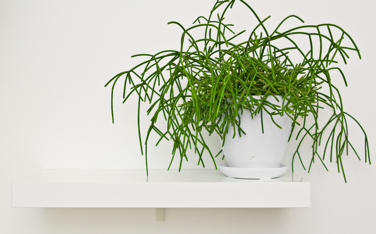 How to Care for Rhipsalis spp. (Mistletoe Cactus), Rhipsalis, living house plants, bayview flowers, daisy ai, ai powered plant care
