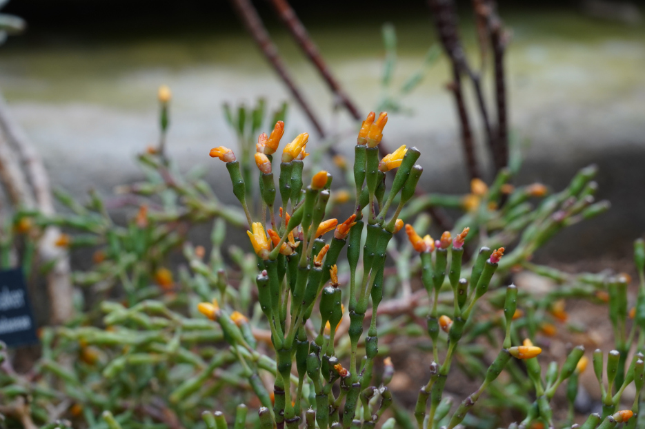 How to Care for Hatiora salicornioides (Coral Cactus), Coral Cactus, Hatiora salicornioides, living house plants, bayview flowers, daisy ai, ai powered plant care