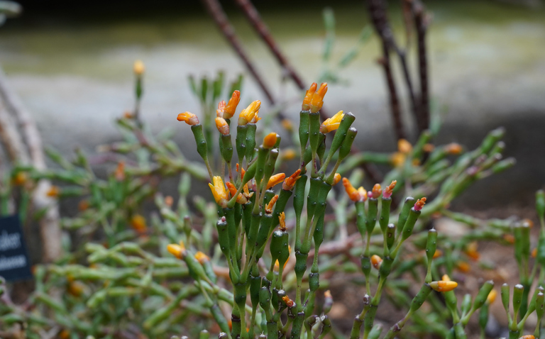 How to Care for Hatiora salicornioides (Coral Cactus), Coral Cactus, Hatiora salicornioides, living house plants, bayview flowers, daisy ai, ai powered plant care