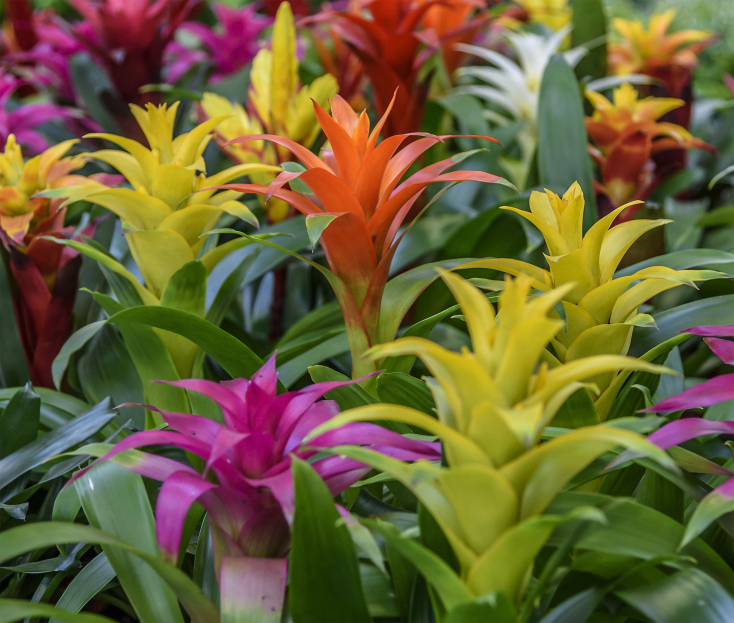 How to Care for Bromeliads: A Burst of Tropical Beauty, Bromeliad, living house plants, bayview flowers, daisy ai, ai powered plant care
