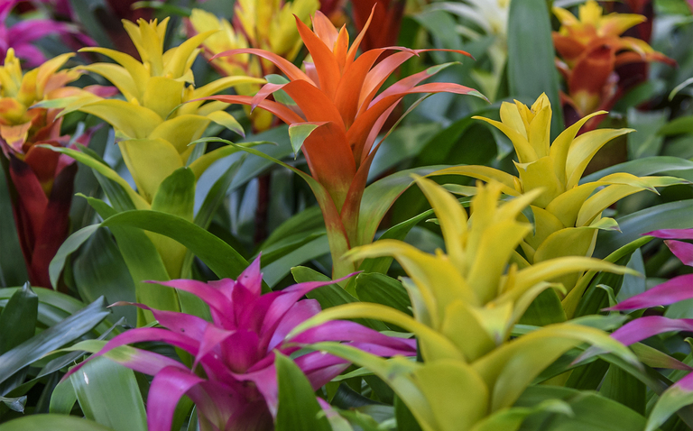 How to Care for Bromeliads: A Burst of Tropical Beauty, Bromeliad, living house plants, bayview flowers, daisy ai, ai powered plant care