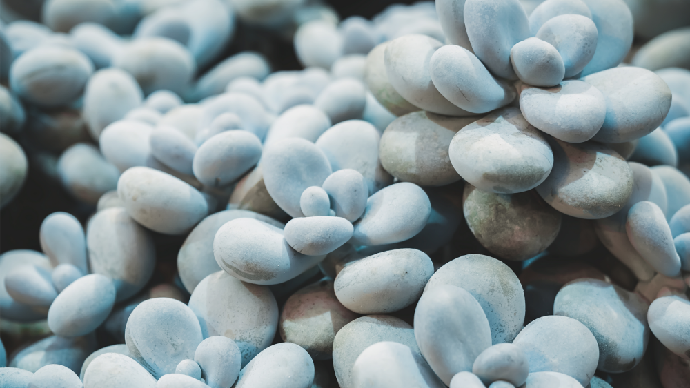 How to Care for Pachyphytum oviferum (Moonstone Succulent), Moonstone Succulent, Pachyphytum oviferum, living house plants, bayview flowers, daisy ai, ai powered plant care