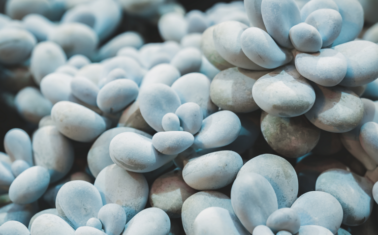 How to Care for Pachyphytum oviferum (Moonstone Succulent), Moonstone Succulent, Pachyphytum oviferum, living house plants, bayview flowers, daisy ai, ai powered plant care