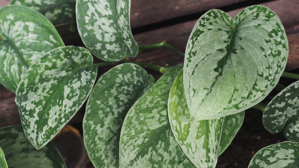 How to Care for Scindapsus Silver Splash: A Stunning Vining Houseplant, living house plants, bayview flowers, daisy ai, ai powered plant care