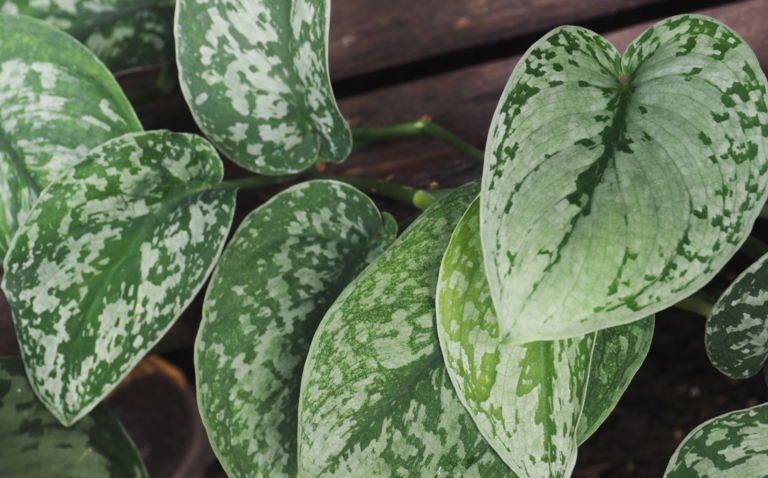 How to Care for Scindapsus Silver Splash: A Stunning Vining Houseplant, living house plants, bayview flowers, daisy ai, ai powered plant care