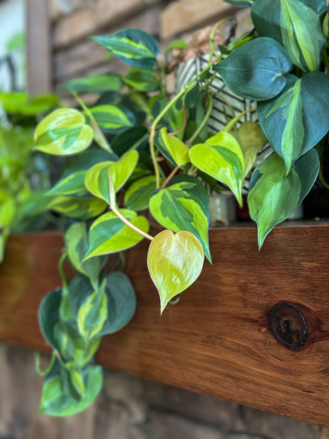 How to Care for Scindapsus ‘Brazil’, living house plants, bayview flowers, daisy ai, ai powered plant care