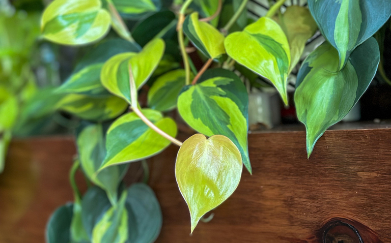 How to Care for Scindapsus ‘Brazil’, living house plants, bayview flowers, daisy ai, ai powered plant care
