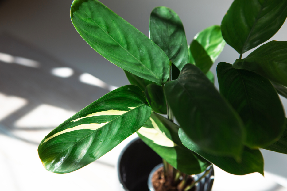 How to Care for Ctenanthe ‘Golden Mosaic’, living house plants, bayview flowers, daisy ai, ai powered plant care 